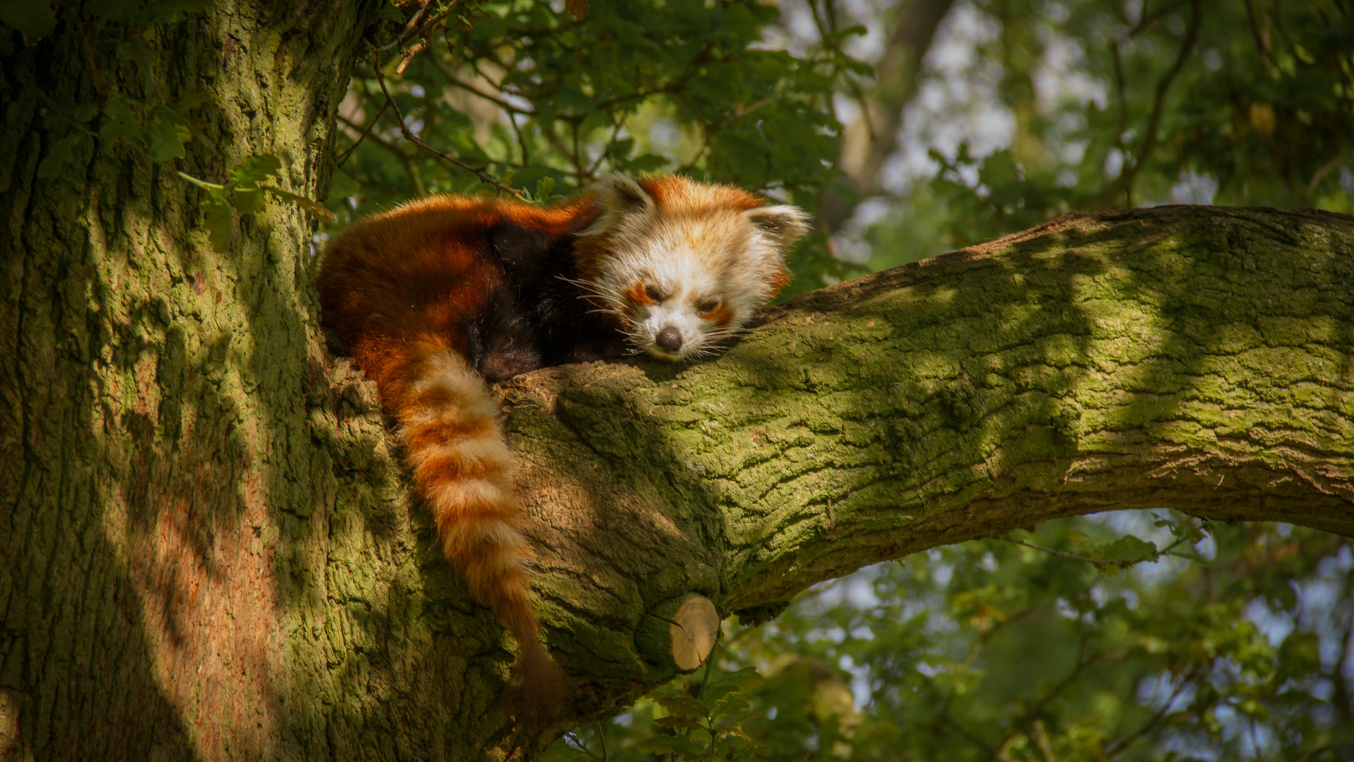 Study shows bamboo extraction as the main threat to Red Pandas.